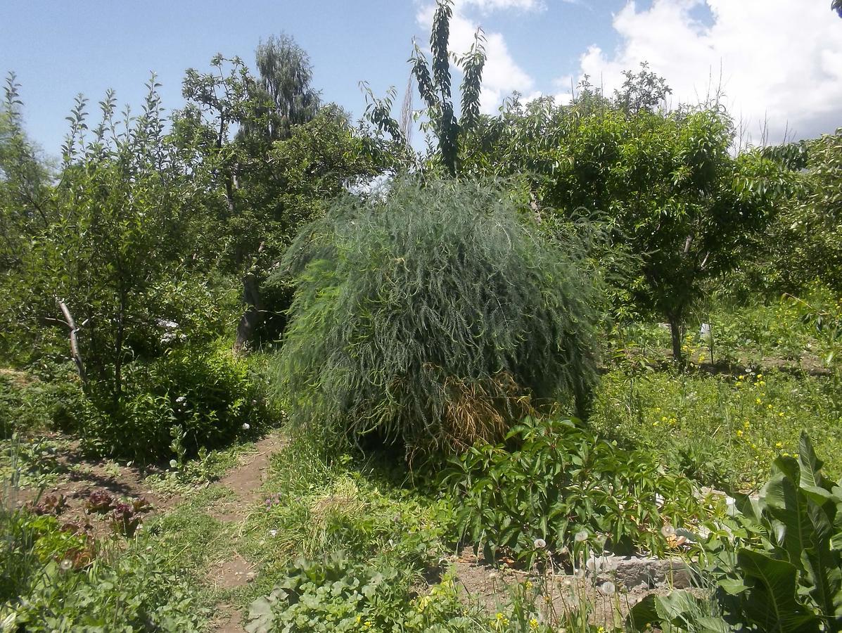 Grigor'yevka Issyk-Kul - Camping Grigoryevka酒店 外观 照片