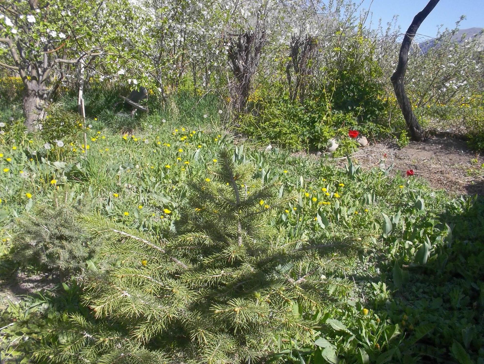 Grigor'yevka Issyk-Kul - Camping Grigoryevka酒店 外观 照片