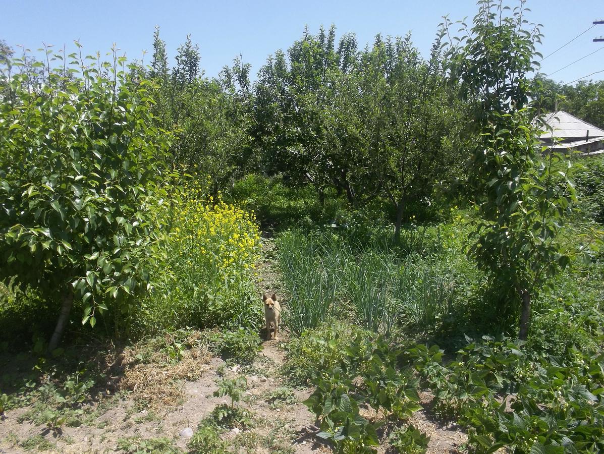 Grigor'yevka Issyk-Kul - Camping Grigoryevka酒店 外观 照片